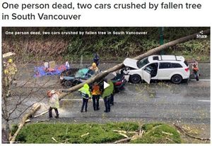 温哥华大树砸毁两车 压死一司机