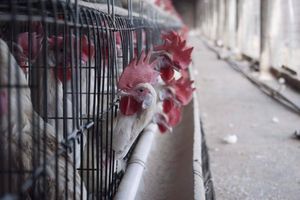 列治文首次发现家禽感染H5N1禽流感，吃鸡吃蛋切记煮熟消毒