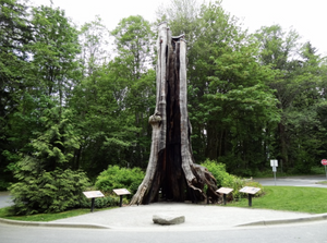 斯坦利公园有棵世界闻名的古树：空心树的前世今生