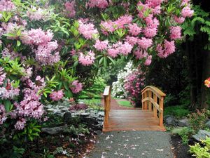 素里Glades Woodland花园：夏季杜鹃花的世界