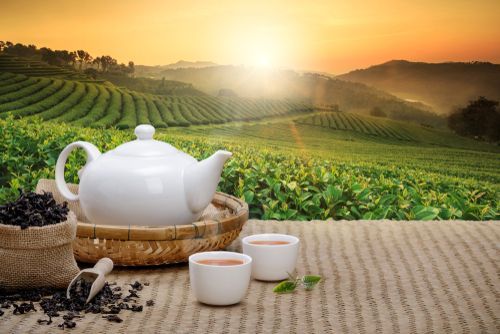 茶文化之旅
